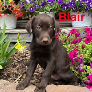 Blair, Chocolate Labrador Retriever Puppy